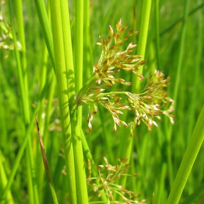 Anglo Aquatics Juncus Effusus 9cm 3 Pack