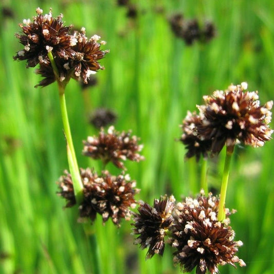 Anglo Aquatics Juncus Ensifolius 1 Litre