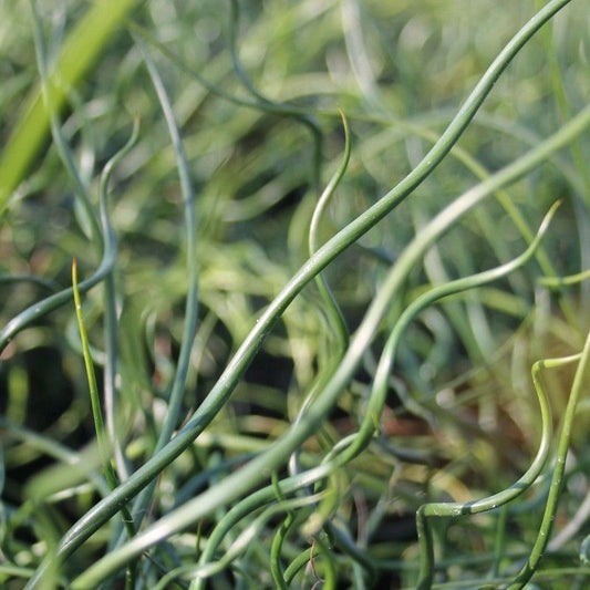 Anglo Aquatics Juncus Effusus Spiralis 9cm