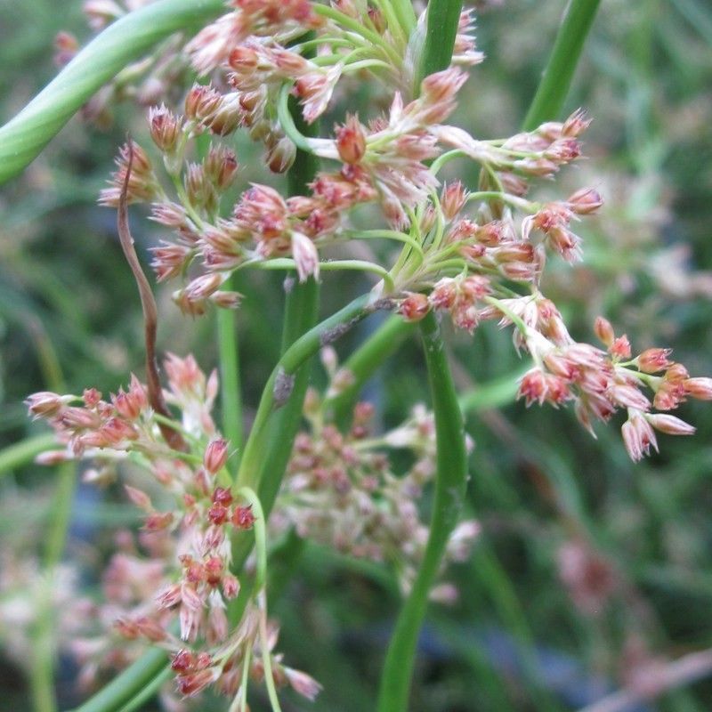 Anglo Aquatics Juncus Effusus Spiralis 9cm 3 Pack