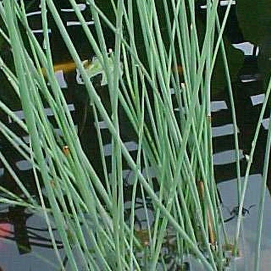 Anglo Aquatics Juncus Inflexus 9cm