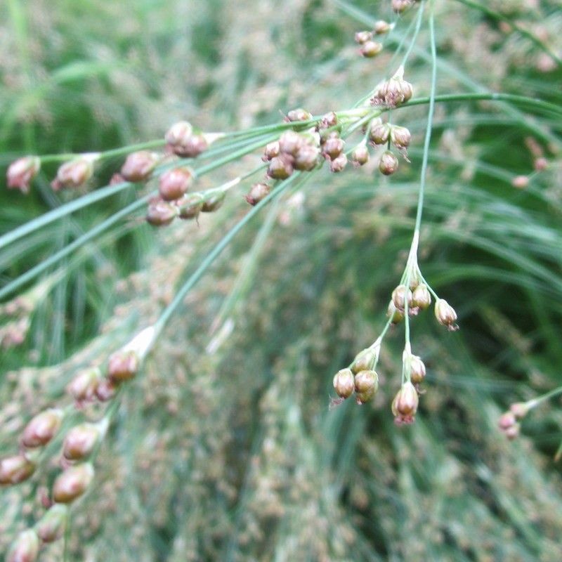 Anglo Aquatics Juncus Maritimus 9cm