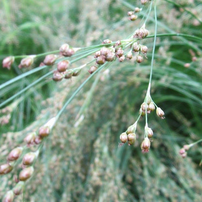 Anglo Aquatics Juncus Maritimus 1 Litre