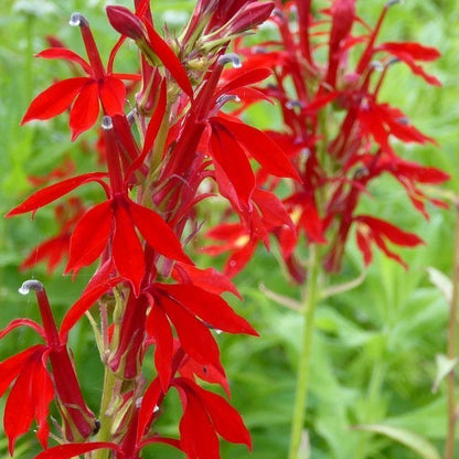 Anglo Aquatics Lobelia Cardinalis 1 Litre