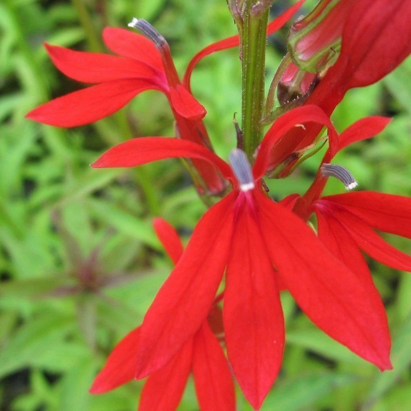 Anglo Aquatics Lobelia Cardinalis 9cm