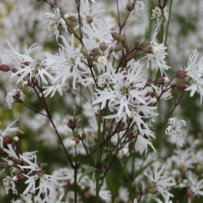 Anglo Aquatics Lychnis Flos-Cuculi 'White Robin' 9cm