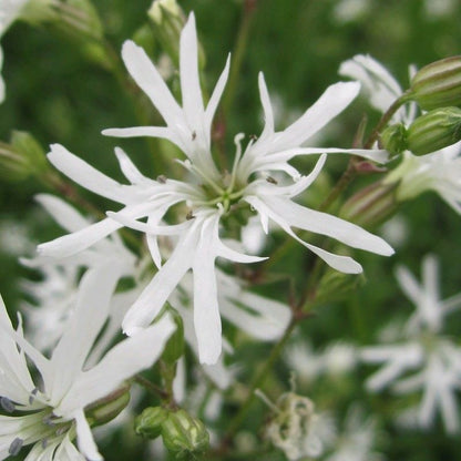 Anglo Aquatics Lychnis Flos-Cuculi 'White Robin' 1 Litre 3 Pack