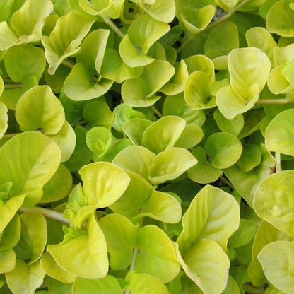 Anglo Aquatics Lysimachia Nummularia Aurea 9cm 3 Pack