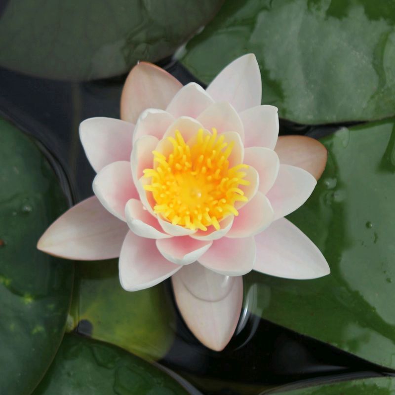 Anglo Aquatics Nymphaea Marliacea Carnea 3 Litre