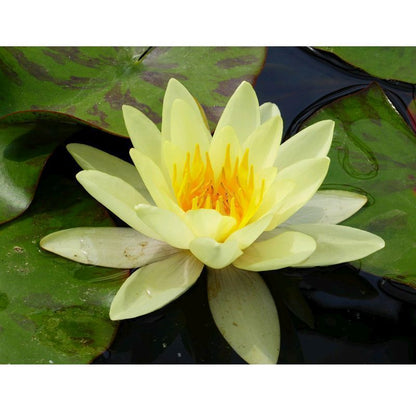 Anglo Aquatics Nymphaea Marliacea Chromatella 10 Litre