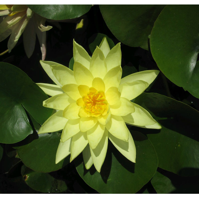 Anglo Aquatics Nymphaea Marliacea Chromatella 10 Litre