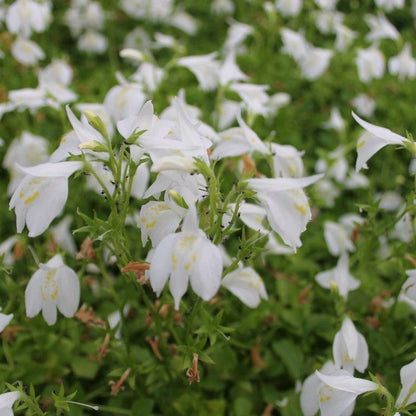 Anglo Aquatics Mazus Reptans 'Alba' 9cm