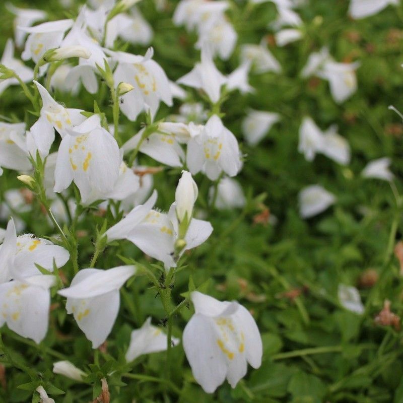 Anglo Aquatics Mazus Reptans 'Alba' 9cm 3 Pack