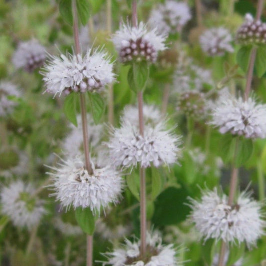 Anglo Aquatics Mentha Pulegium 1 Litre