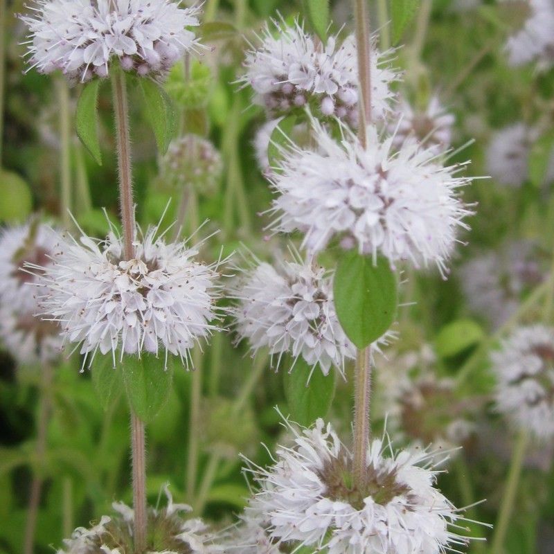 Anglo Aquatics Mentha Pulegium 1 Litre 3 Pack