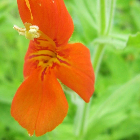 Anglo Aquatics Mimulus Cardinalis 1 Litre