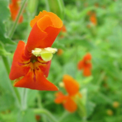 Anglo Aquatics Mimulus Cardinalis 9cm 3 Pack