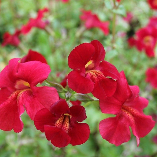 Anglo Aquatics Mimulus Cupreus 'Red Emperor' 9cm 3 Pack