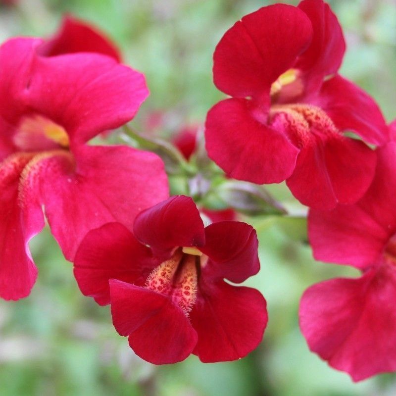 Anglo Aquatics Mimulus Cupreus 'Red Emperor' 1 Litre 3 Pack