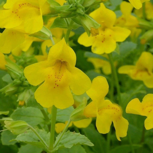 Anglo Aquatics Mimulus Guttatus 9cm 3 Pack