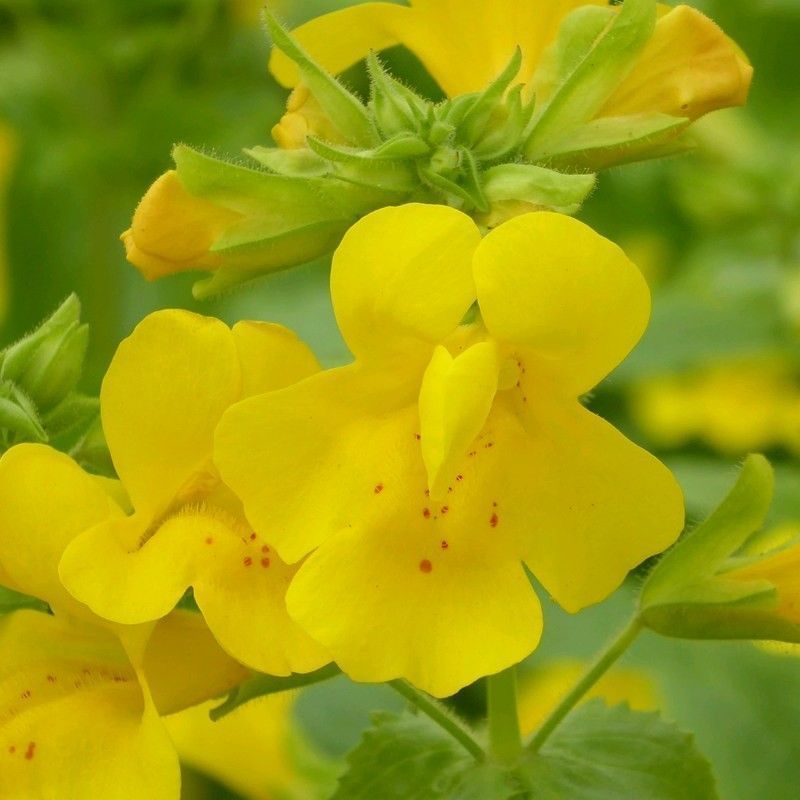 Anglo Aquatics Mimulus Guttatus 1 Litre