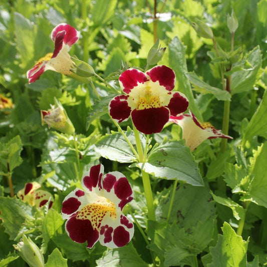 Anglo Aquatics Mimulus Luteus 'Queens Prize' 1 Litre