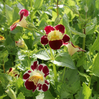 Anglo Aquatics Mimulus Luteus 'Queens Prize' 9cm 3 Pack