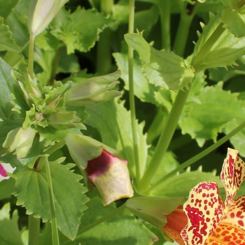 Anglo Aquatics Mimulus Luteus 'Queens Prize' 1 Litre