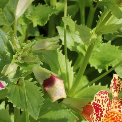 Anglo Aquatics Mimulus Luteus 'Queens Prize' 9cm 3 Pack