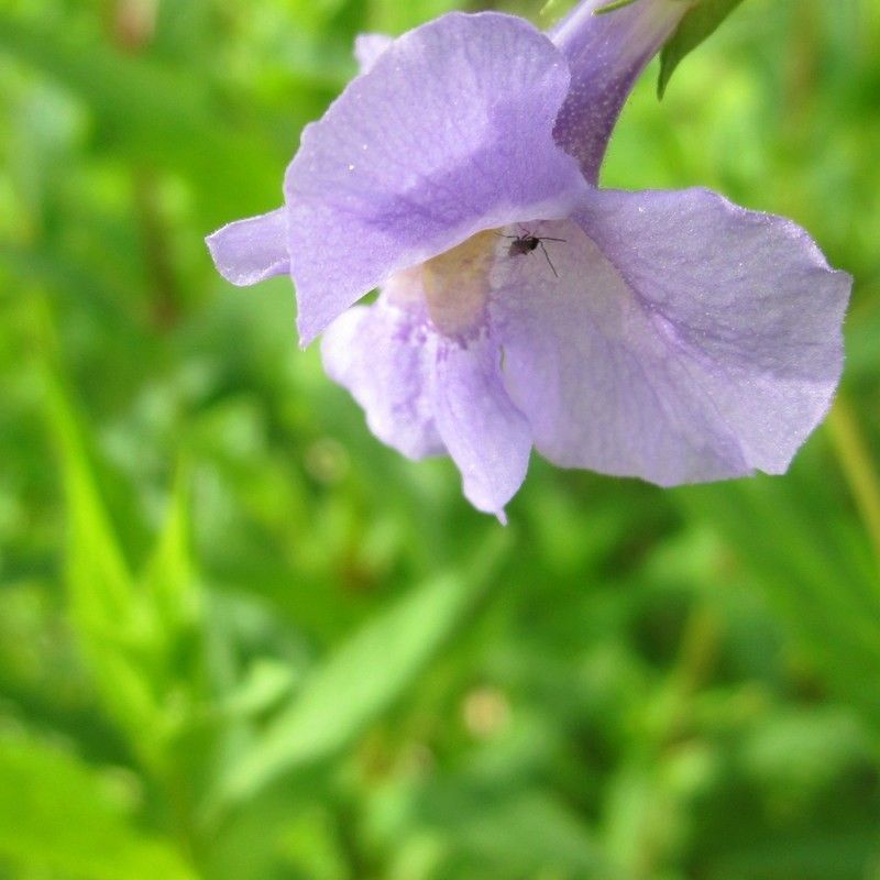 Anglo Aquatics Mimulus Ringens 9cm 3 Pack