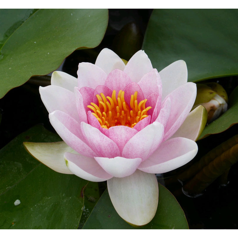 Anglo Aquatics Nymphaea Mrs Richmond 3 Litre