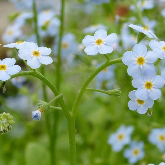 Anglo Aquatics Myosotis Scorpioides 3 Litre