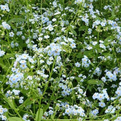 Anglo Aquatics Myosotis Scorpioides 3 Litre