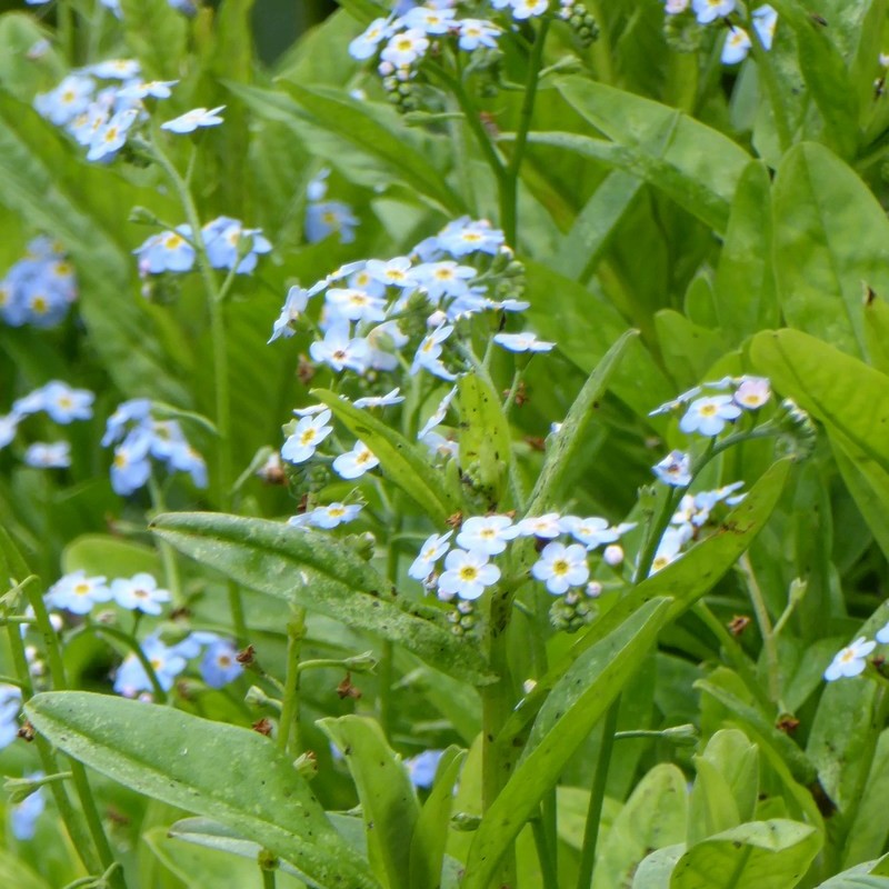 Anglo Aquatics Myosotis Scorpioides 3 Litre