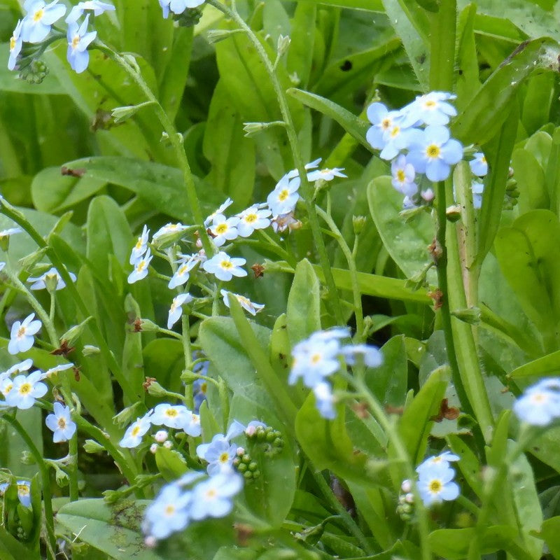 Anglo Aquatics Myosotis Scorpioides 9cm 3 Pack