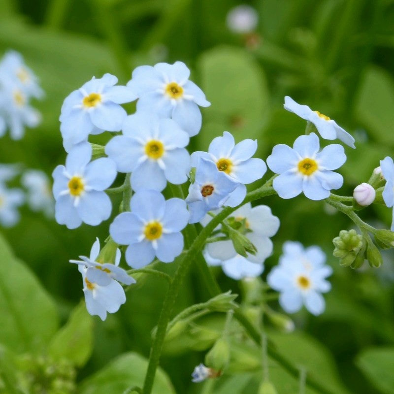 Anglo Aquatics Myosotis Scorpioides 9cm 3 Pack