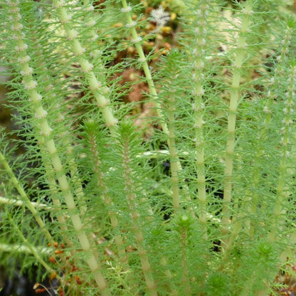 Anglo Aquatics Myriophyllum Crispatum 9cm 3 Pack