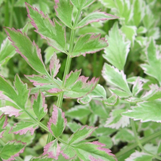 Anglo Aquatics Oenanthe Javanica 'Flamingo' 3 Litre