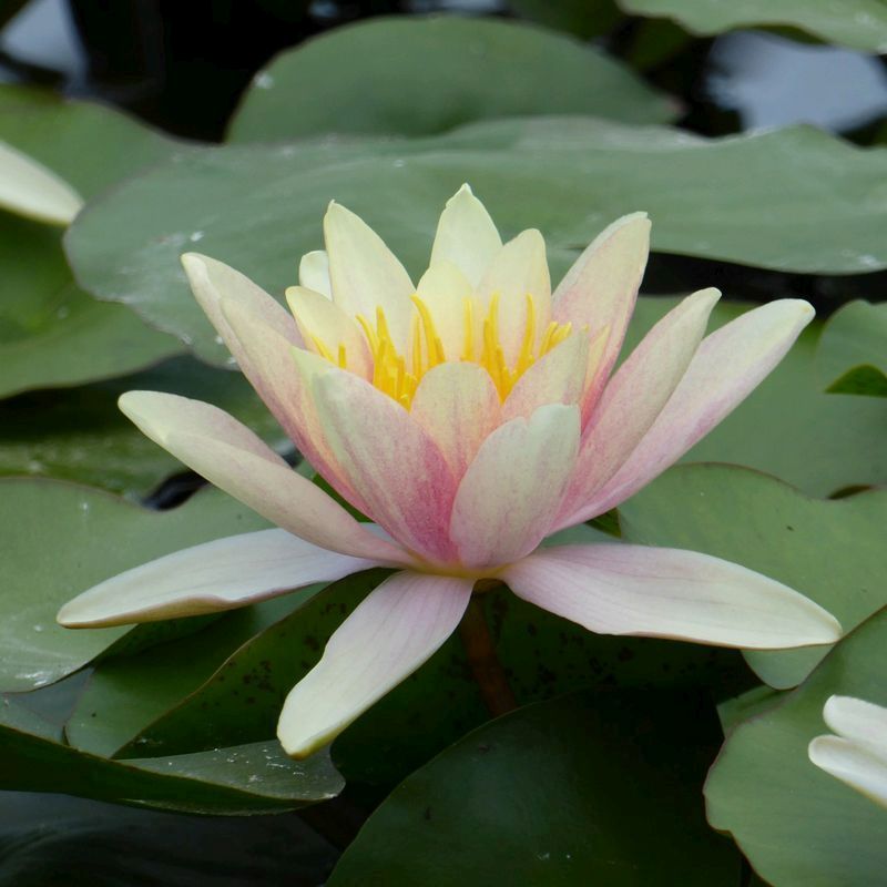 Anglo Aquatics Nymphaea Paul Hariot 10 Litre