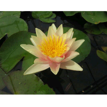 Anglo Aquatics Nymphaea Paul Hariot 30 Litre