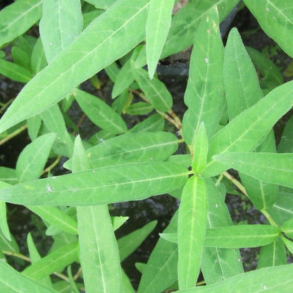 Anglo Aquatics Persicaria Amphibia 9cm 3 Pack