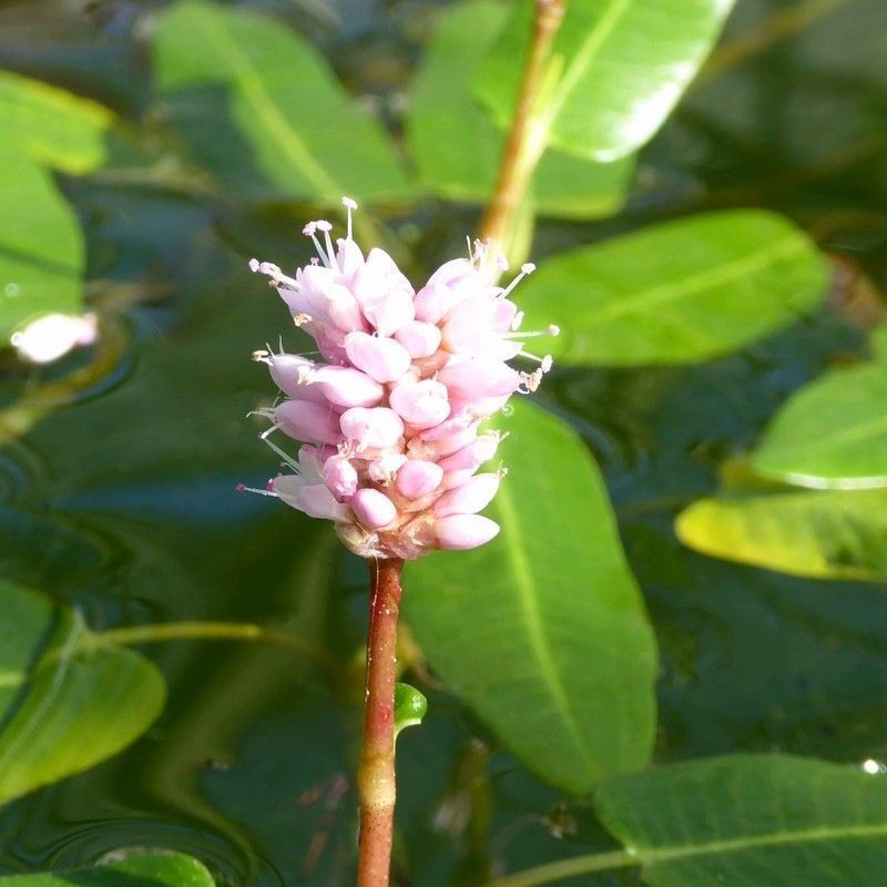 Anglo Aquatics Persicaria Amphibia 9cm 3 Pack