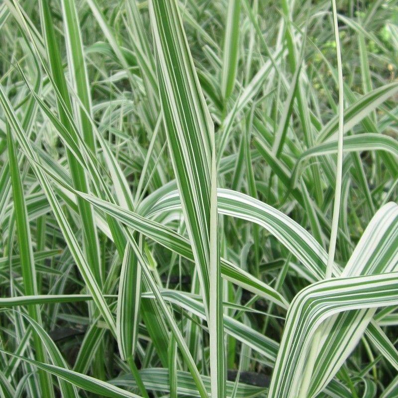 Anglo Aquatics Phalaris Arundinacea Var Picta 9cm