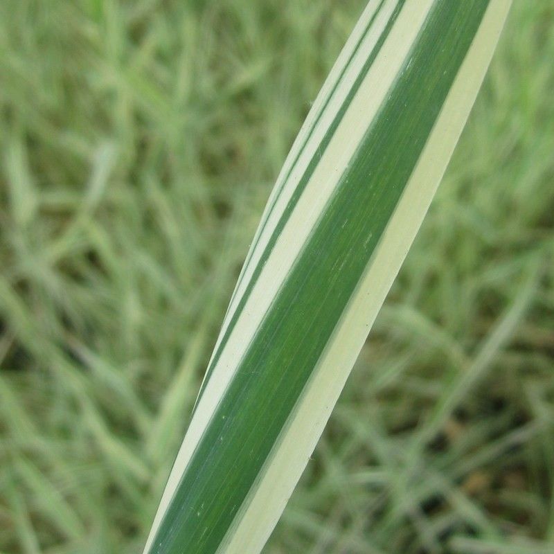 Anglo Aquatics Phalaris Arundinacea Var Picta 9cm