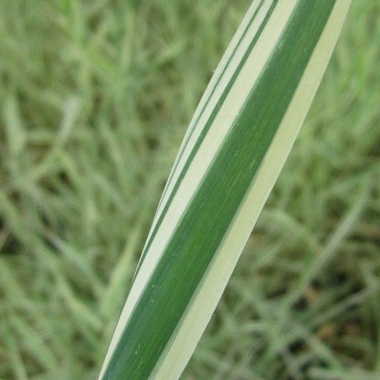 DIS : Anglo Aquatics Phalaris Arundinacea Var Picta 10 Litre