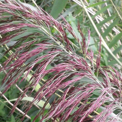 Anglo Aquatics Phragmites Australis 9cm 3 Pack