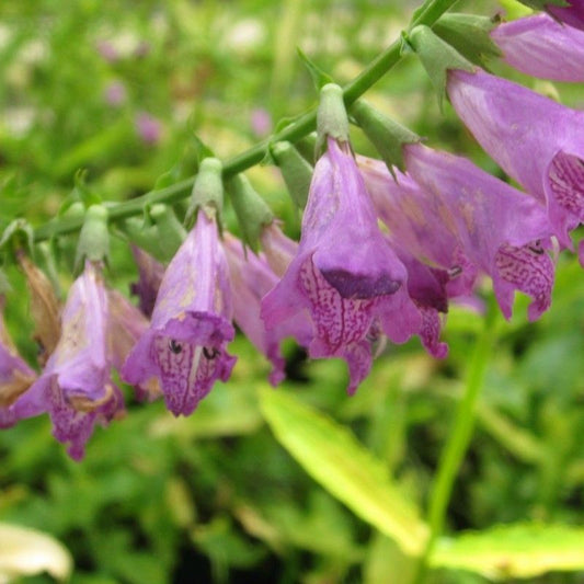 Anglo Aquatics Physostegia Virginiana 1 Litre 3 Pack