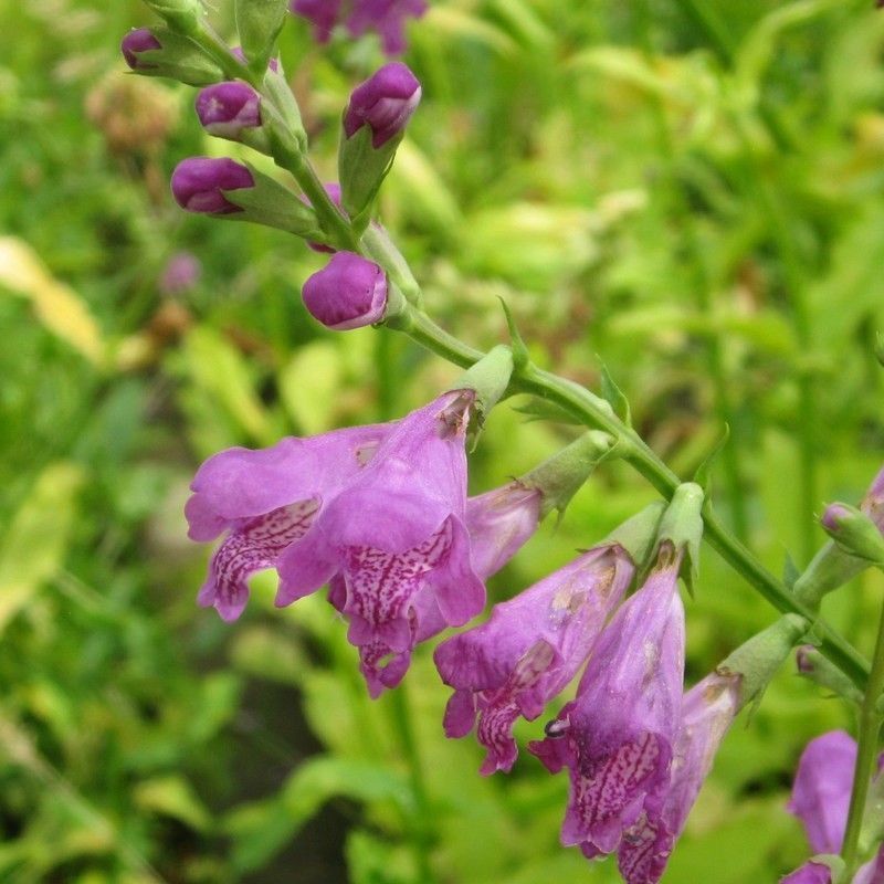 Anglo Aquatics Physostegia Virginiana 1 Litre 3 Pack