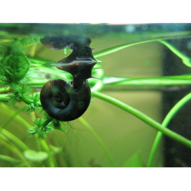 Anglo Aquatics Ramshorn Snails Planorbis Corneus 5 Pack