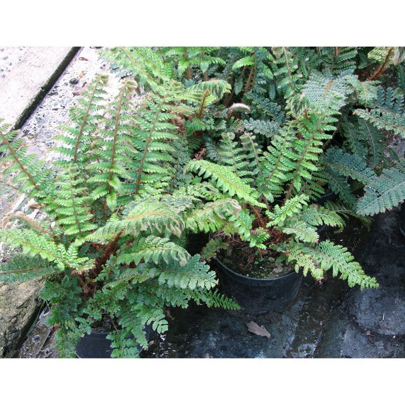 Anglo Aquatics Polystichum Polyblepharum 9cm 3 Pack